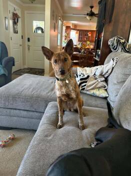 Aurora -  Cattle Dog Dog for Adoption - Aurora | PetCurious