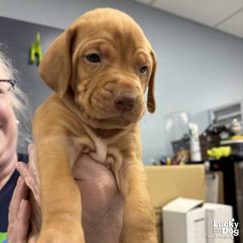 Retriever and Beagle Dogs Available for Adoption in Washington, District Of Columbia - Charlotte | PetCurious