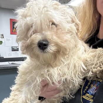 Havanese Dogs Available for Adoption - Jordan | PetCurious