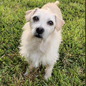 DUCK -  Poodle and Chihuahua Dog for Adoption in Houston, Texas - DUCK | PetCurious