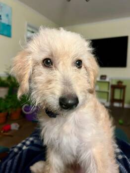Goldendoodle Dogs Available for Adoption in Portland, Maine - Russel | PetCurious