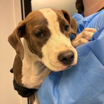 Blueberry -  Pit Bull Terrier and Mixed Breed Dog for Adoption in Abilene, Texas - Blueberry | PetCurious