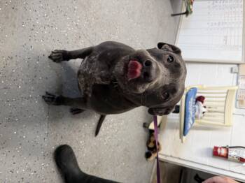 Journey -  Labrador Retriever Dog for Adoption in Lewisburg, Tennessee - Journey | PetCurious