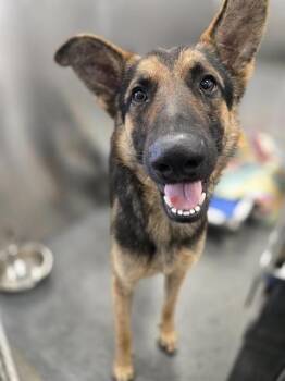 REX -  German Shepherd Dog and Mixed Breed Dog for Adoption in Dallas, Texas - REX | PetCurious