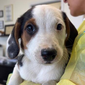 Tabbouleh -  Beagle and Spaniel Dog for Adoption in Nashville, Tennessee - Tabbouleh | PetCurious