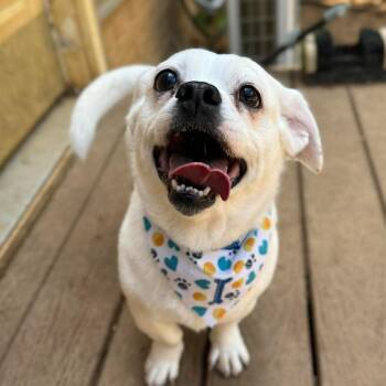 Mixed Breed Dogs Available for Adoption in Fredericksburg, Virginia - Dacke | PetCurious