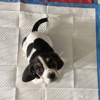 Basset Hound and Mixed Breed Dogs Available for Adoption - Ellie | PetCurious