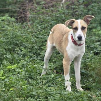 Spindle -  Husky Dog for Adoption in Lincoln, Nebraska - Spindle | PetCurious