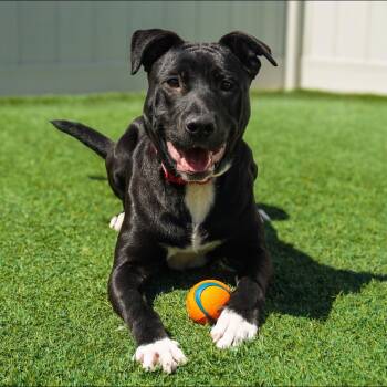 Black Labrador Retriever Dogs Available for Adoption - Arby | PetCurious