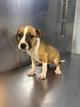 Mixed Breed Dogs Available for Adoption in West Chester, Pennsylvania - River | PetCurious