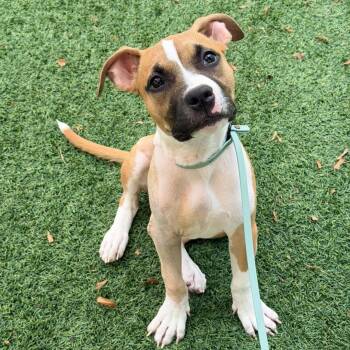 Dilly -  Boxer Dog for Adoption in Berlin, New Jersey - Dilly | PetCurious