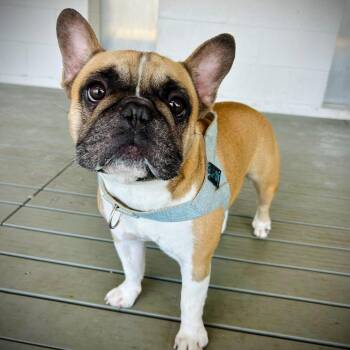 French Bulldog and None Dogs Available for Adoption in Englewood, Florida - Benny | PetCurious