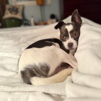 Terrier and Mixed Breed Dogs Available for Adoption in Charlottesville, Virginia - Smeagol | PetCurious
