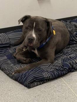 Strom -  Pit Bull Terrier Dog for Adoption in Cleveland, Ohio - Strom | PetCurious