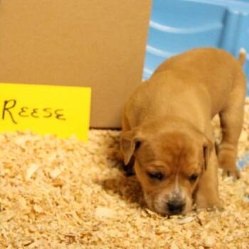 Reese -  Labrador Retriever and Hound Dog for Adoption in Kim, Colorado - Reese | PetCurious