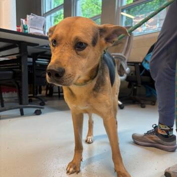 Mixed Breed Dogs Available for Adoption in Huntington, West Virginia - Speck | PetCurious