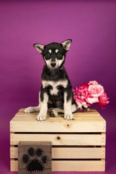 Husky Dogs Available for Adoption - 144-26 | PetCurious