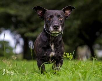 Smitty -  Dachshund Dog for Adoption in Willingboro, New Jersey - Smitty | PetCurious