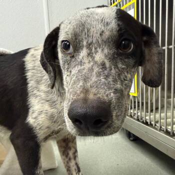 Torrance -  Pit Bull Terrier and Mixed Breed Dog for Adoption in Abilene, Texas - Torrance | PetCurious