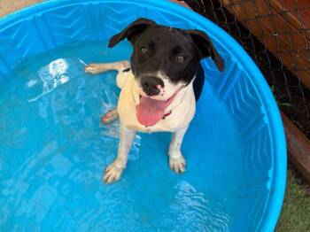 Cookie -  Pointer and Terrier Dog for Adoption in Bloomfield, Connecticut - Cookie | PetCurious