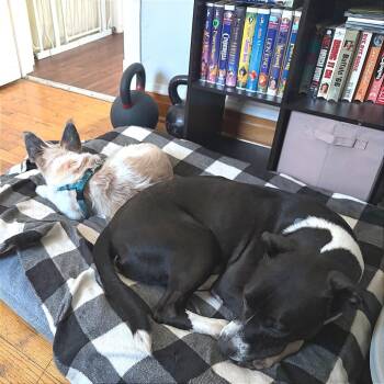 Remington Steele -  Pit Bull Terrier and Mixed Breed Dog for Adoption in Chicago, Illinois - Remington Steele | PetCurious