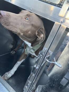 Rescue Mixed Breed Dogs for Adoption in Dallas, Texas - CHOCOLATE | PetCurious