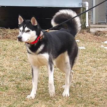 Husky Dogs Available for Adoption in Newark, New Jersey - Tricia | PetCurious