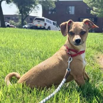 Rollie -  Dachshund and Chihuahua Dog for Adoption in Wheaton, Illinois - Rollie | PetCurious