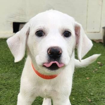 Rescue Great Pyrenees and Mixed Breed Dogs for Adoption in Austin, Texas - Amethyst FJ | PetCurious