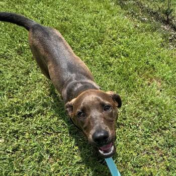Squirt -  Mixed Breed Dog for Adoption in Wilmington, Delaware - Squirt | PetCurious