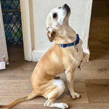 Knuckles -  Chihuahua and Terrier Dog for Adoption in Modesto, California - Knuckles | PetCurious