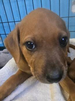 Rescue Hound and Black Mouth Cur Dogs for Adoption in St. Augustine, Florida - Butch | PetCurious