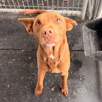 Mixed Breed Dogs Available for Adoption - Cooper | PetCurious