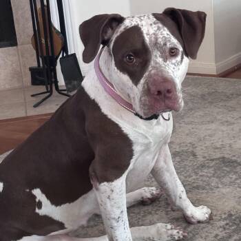 Dolly -  Pointer and American Staffordshire Terrier Dog for Adoption in Liverpool, Texas - Dolly | PetCurious