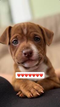 Pit Bull Terrier Dogs Available for Adoption - Bridger | PetCurious