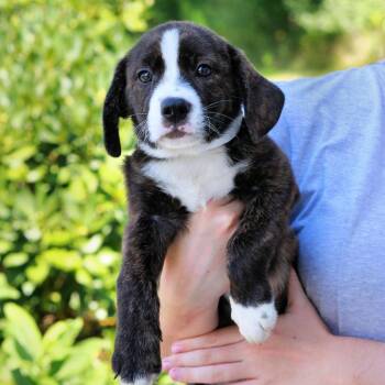 CT Arlo -  Cattle Dog and Australian Cattle Dog Blue Heeler Dog for Adoption in Stormville, New York - CT Arlo | PetCurious