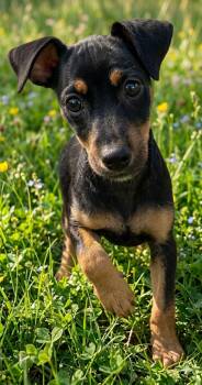Chihuahua Dogs Available for Adoption in Polson, Montana - Rosie | PetCurious