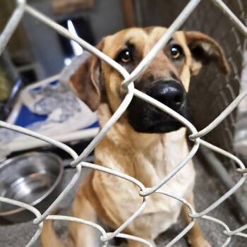 Black Labrador Retriever and German Shepherd Dog Dogs Available for Adoption - Bailey-Sweet Calm Girl! | PetCurious