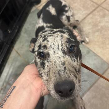 Birthday -  Mixed Breed Dog for Adoption in Chattanooga, Tennessee - Birthday | PetCurious