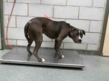 HULK -  Pit Bull Terrier and Mixed Breed Dog for Adoption in Dallas, Texas - HULK | PetCurious