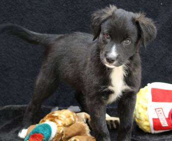 Alvin -  Retriever Dog for Adoption in Portage, Wisconsin - Alvin | PetCurious
