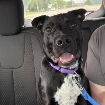 Boba -  Mixed Breed Dog for Adoption in Merriam, Kansas - Boba | PetCurious