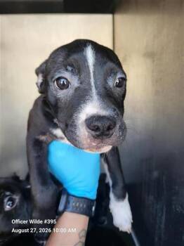 GERKI -  Terrier Dog for Adoption in San Antonio, Texas - GERKI | PetCurious