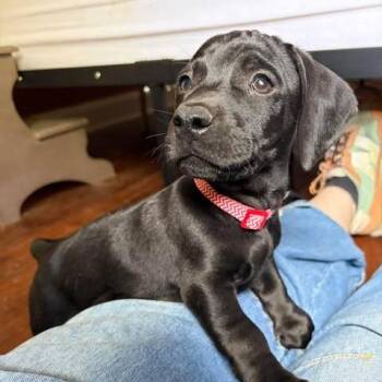 Dachshund and Mixed Breed Dogs Available for Adoption in Overland Park, Kansas - Oolong | PetCurious