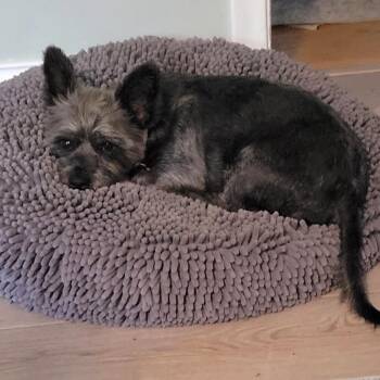 Tommy -  Yorkshire Terrier Dog for Adoption in Minneapolis, Minnesota - Tommy | PetCurious