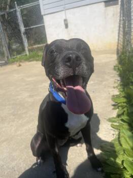 Pit Bull Terrier Dogs Available for Adoption in Altoona, Pennsylvania - Lollipop | PetCurious