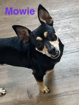 Chihuahua and Terrier Dogs Available for Adoption - Mowie | PetCurious