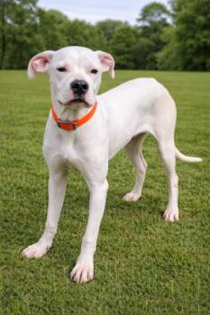 Lady -  Boxer and American Bulldog Dog for Adoption in Maryville, Tennessee - Lady | PetCurious
