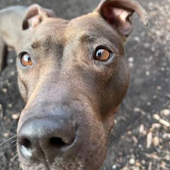 Mixed Breed Dogs Available for Adoption - Moxie | PetCurious