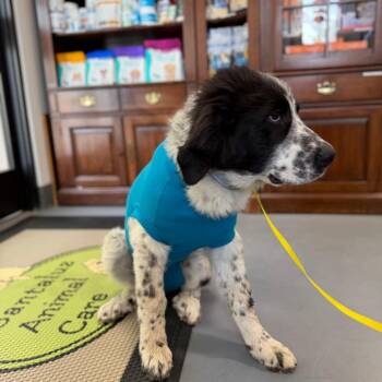 Mixed Breed Dogs Available for Adoption in San Diego, California - Goose Aka Moose | PetCurious